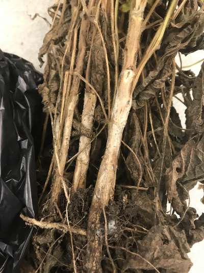 Soybean stems