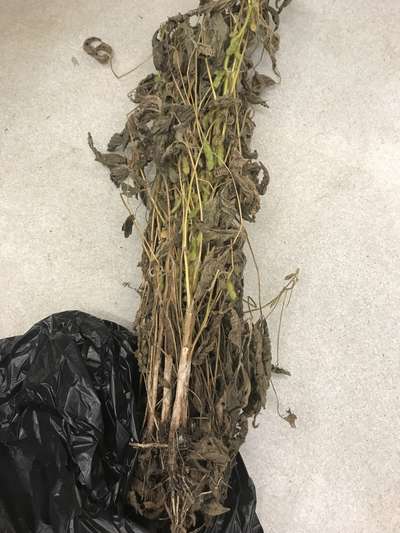 Soybean plant