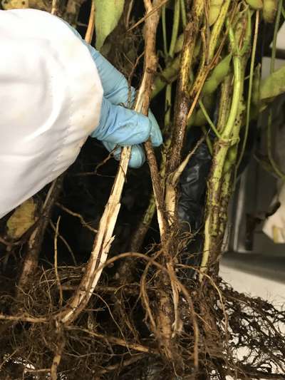 Soybean stems