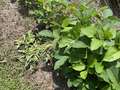 Multiple soybean plants on ground from broken lower stems