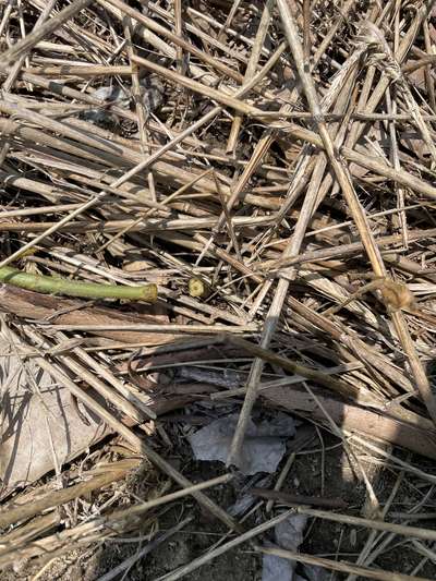 Up-close of broken off soybean stem