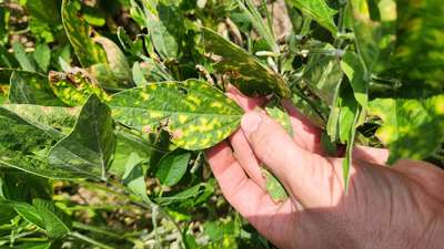 Soybean leaves