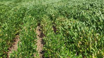 Soybean field