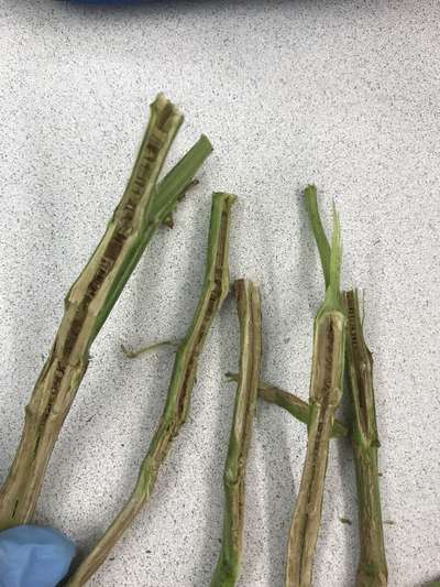 Soybean stems