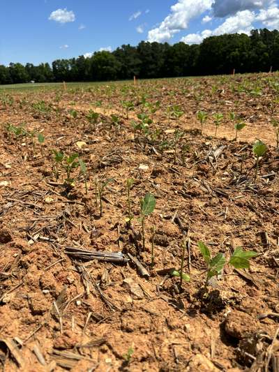 Up-close photo of multiple soybeans with many eaten and some healthy plants.