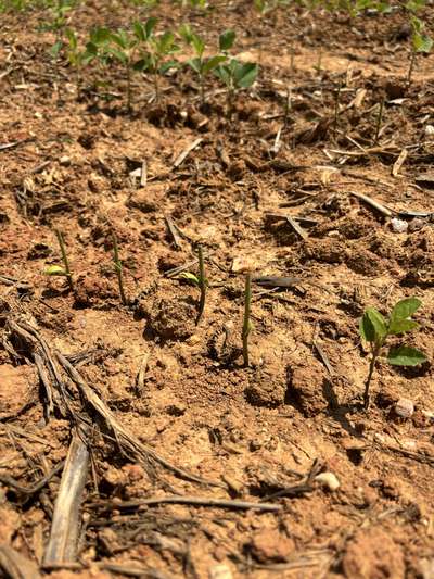 Up-close photo of multiple soybean plants eaten above the cotyledonary node.