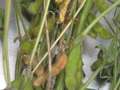 Soybean stem