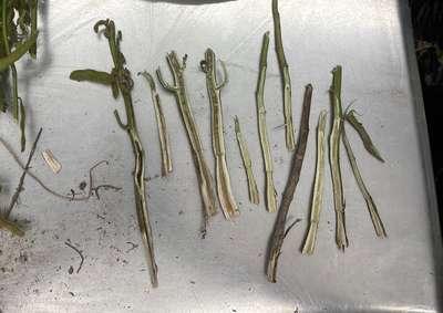 Soybean stems