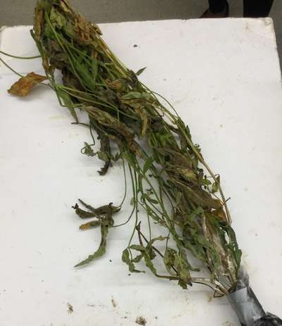 Soybean plant