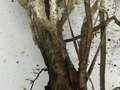 Soybean stems