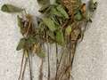 Soybean plant