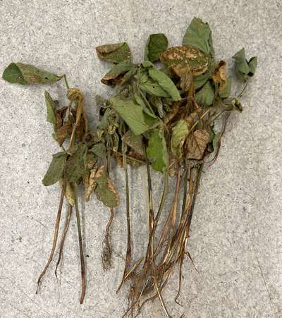 Soybean plant
