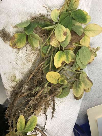 Soybean plant