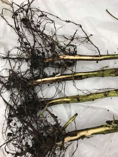 Soybean roots