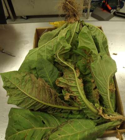 Tobacco sample as received