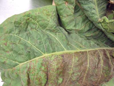 Tobacco leaf with TSWV