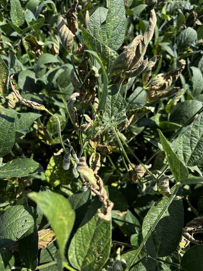 Soybean plant with leaves showing browning and yellowing