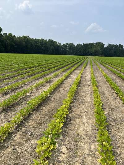 Broad photo of soybean field showing areas of Mn deficiency symptoms