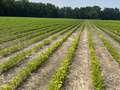 Broad photo of soybean field showing areas of Mn deficiency symptoms
