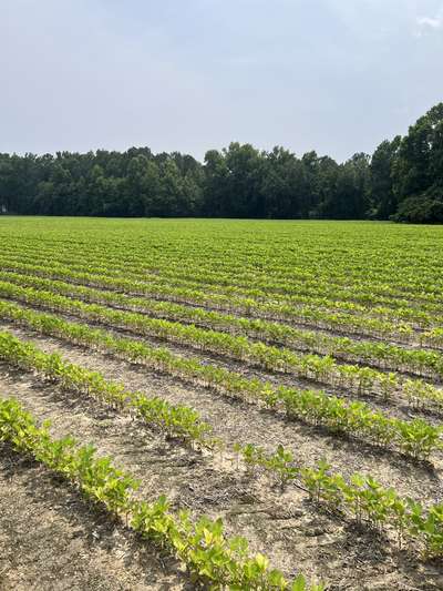 Broad photo of soybean field showing areas of Mn deficiency symptoms
