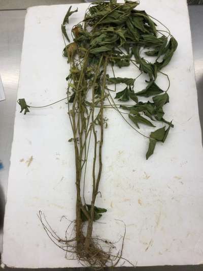 Soybean plant