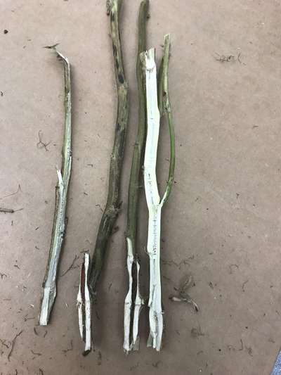 Soybean stems
