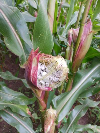 Corn plant
