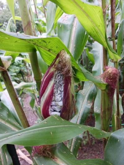 Corn plant