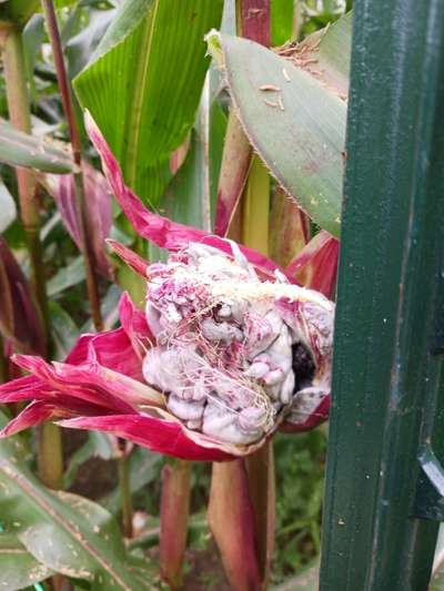 Corn plant