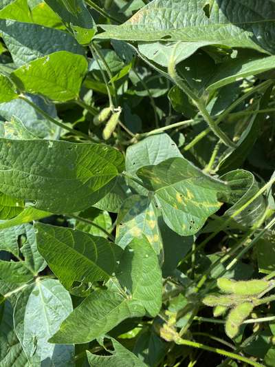 Soybean leafs