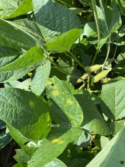 Soybean leafs