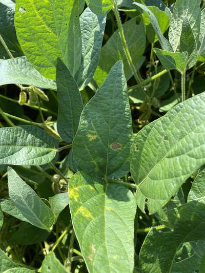 Soybean leafs