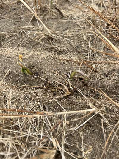 Multiple hooked soybean hypocotyls