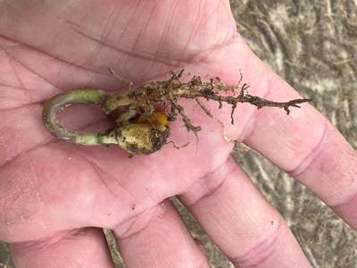 Up-close photo of a hooked soybean hypocotyl