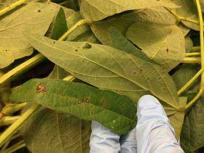 Soybean leaves