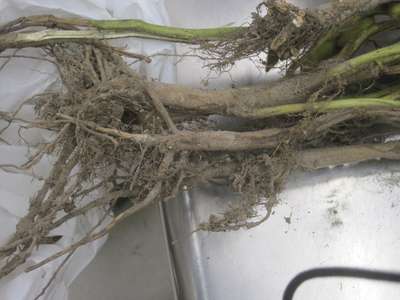 Close-up of roots and stems