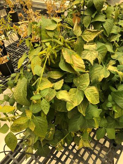 Soybean plants