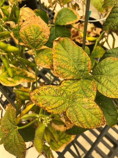 Soybean leaves
