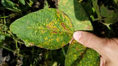 Soybean leaf