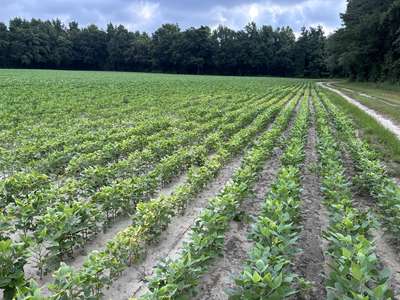 Soybean field with plants with yellowing edges