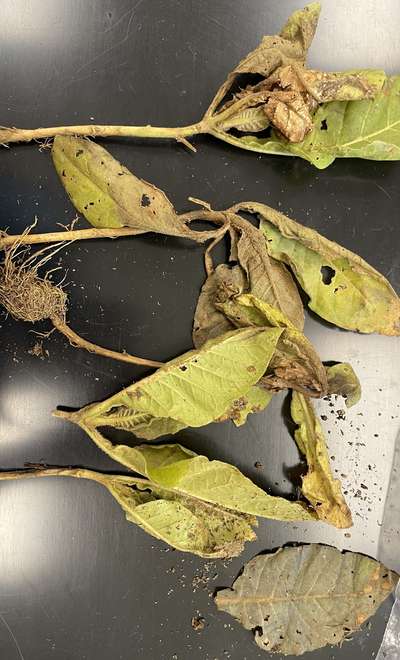 Tobacco sample as received