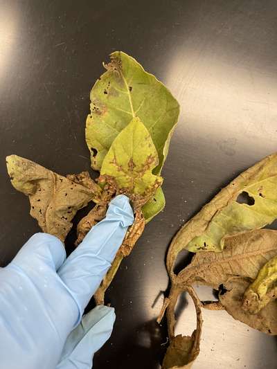 Tobacco seedling with TSWV symptoms