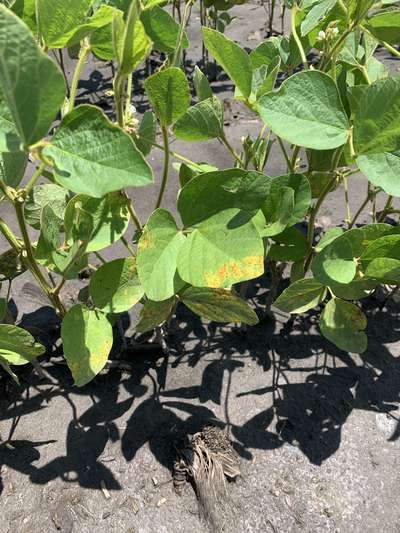Soybean leaves