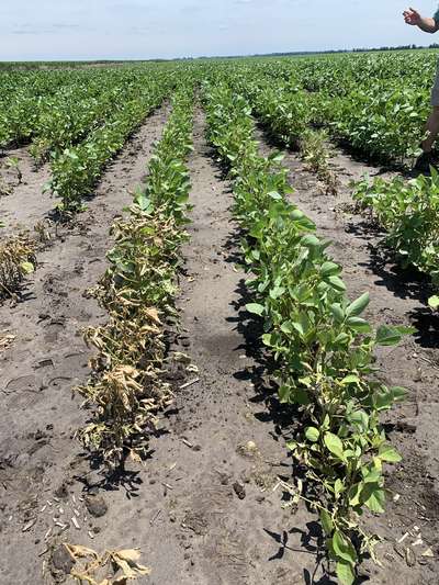 Soybean field