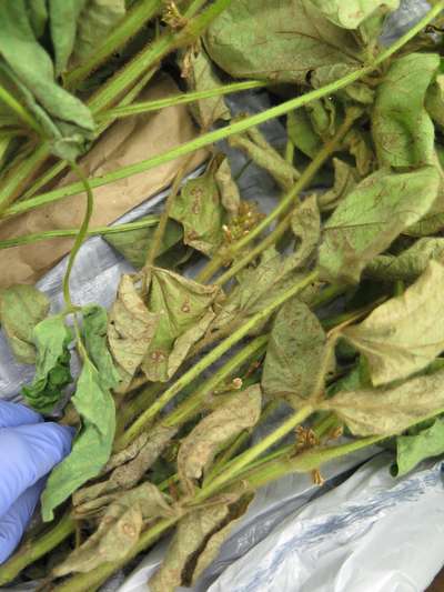 Soybean leaves