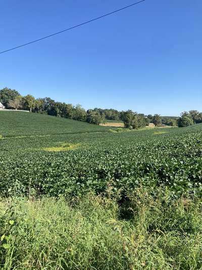 Soybean field
