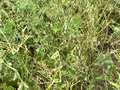 Up-close photo of soybean plants showing intensive defoliation