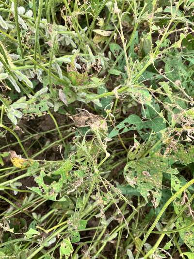 Up-close photo of soybean plants showing intensive defoliation