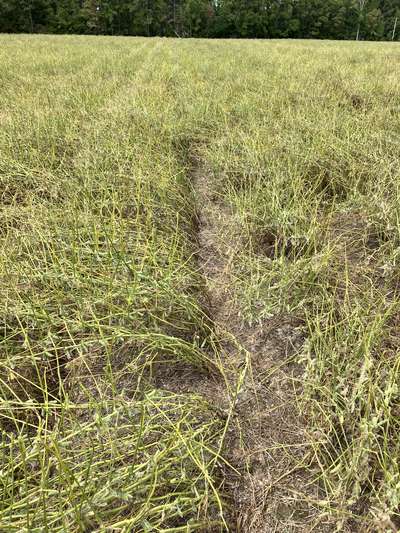 Broad photo of multiple soybean plants with almost 100% defoliation