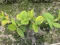 Multiple soybean plants with yellowing of older leaves